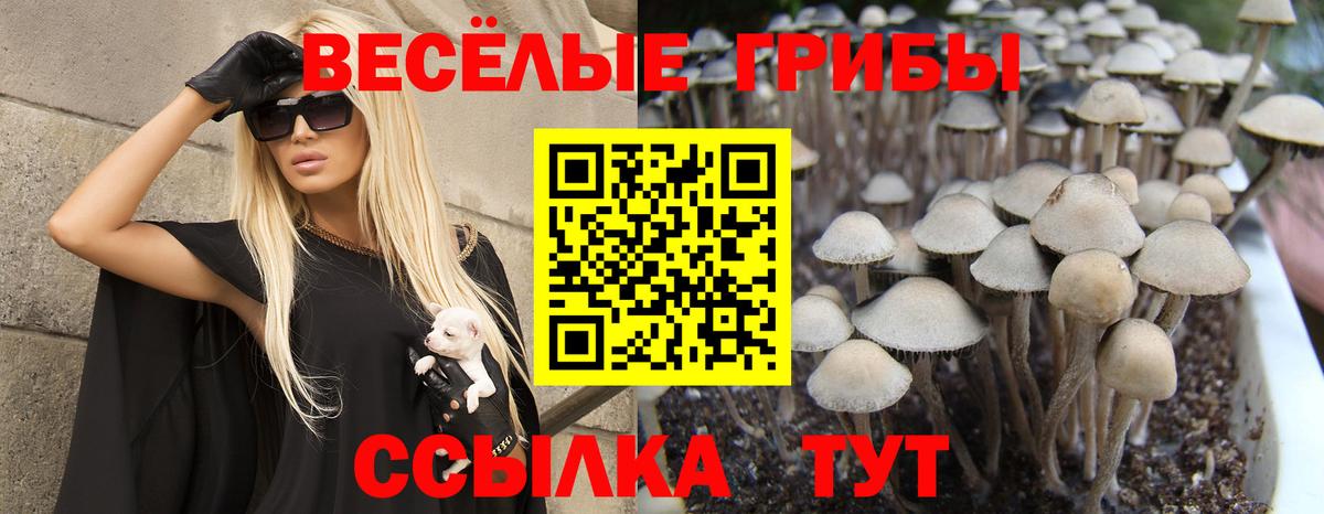 Псилоцибиновые грибы MAGIC MUSHROOMS  Псилоцибиновые грибы Cubensis  продажа наркотиков  Кубинка  Вход с VPN 